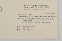 長萼瞿麥藏品圖，第2張