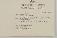 狗筋蔓藏品圖，第2張