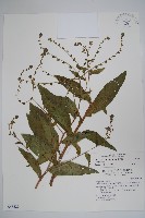 琉璃草藏品圖，第1張