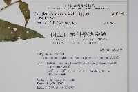 琉璃草藏品圖，第2張