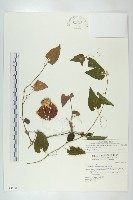 青牛膽藏品圖，第1張