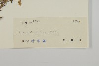 艾、五月艾藏品圖，第3張