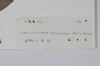 短柱絡石藏品圖，第2張