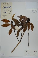 登錄號:S043553藏品圖，第1張