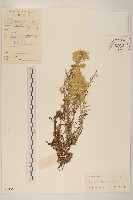 秋鼠麴草藏品圖，第1張