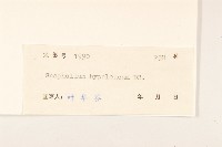 秋鼠麴草藏品圖，第3張