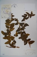 黃褐毛忍冬藏品圖，第1張