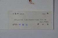 黃褐毛忍冬藏品圖，第2張