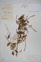 土牛膝藏品圖，第1張