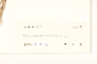 豨簽藏品圖，第3張