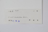 假鷹爪藏品圖，第2張