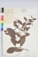 土密藤藏品圖，第1張