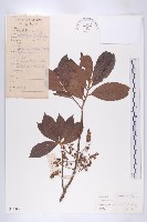 灰毛杜藏品圖，第1張