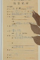 裂果衛矛藏品圖，第2張