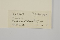 裂果衛矛藏品圖，第3張