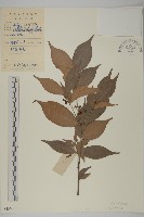 登錄號:S043601藏品圖，第1張