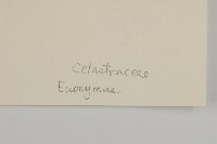 登錄號:S043601藏品圖，第3張