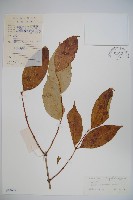 雙盾木藏品圖，第1張