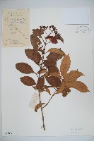 登錄號:S043609藏品圖，第1張