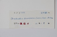 羊角扭藏品圖，第2張