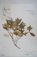 筋藤藏品圖，第1張