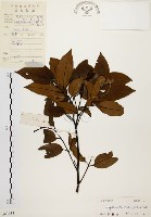 黃杞藏品圖，第1張