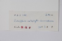 鵝掌柴、江某、鴨腳樹藏品圖，第2張