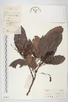 紅葉藤藏品圖，第1張