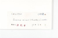 紅葉藤藏品圖，第3張