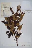 南酸棗藏品圖，第1張