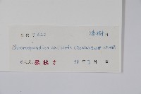 南酸棗藏品圖，第2張