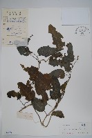 絨毛芙蓉蘭藏品圖，第1張