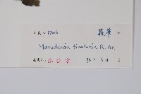 絨毛芙蓉蘭藏品圖，第2張