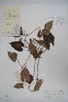 牛皮消藏品圖，第1張