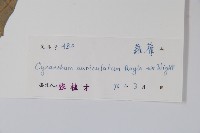 牛皮消藏品圖，第2張