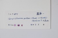 天星藤藏品圖，第2張