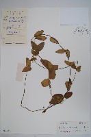 鷗蔓藏品圖，第1張