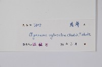 武靴藤藏品圖，第2張