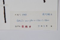 帘子藤藏品圖，第2張