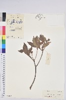 吊鐘花藏品圖，第1張