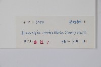 蘿芙木藏品圖，第2張