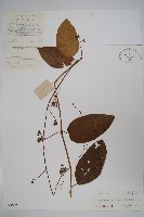 纖冠藤藏品圖，第1張