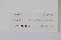 尖山橙藏品圖，第2張