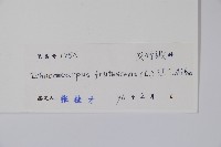 腰骨藤藏品圖，第2張