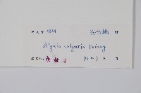 串珠子藏品圖，第2張