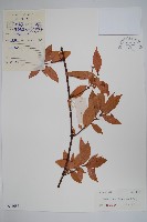 紅杜仲藤藏品圖，第1張