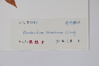 紅杜仲藤藏品圖，第2張