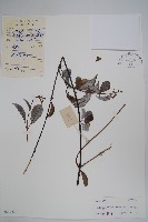 酸藤藏品圖，第1張