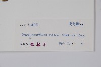 酸藤藏品圖，第2張