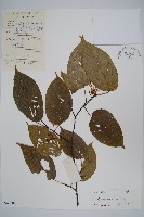 長毛八角楓藏品圖，第1張